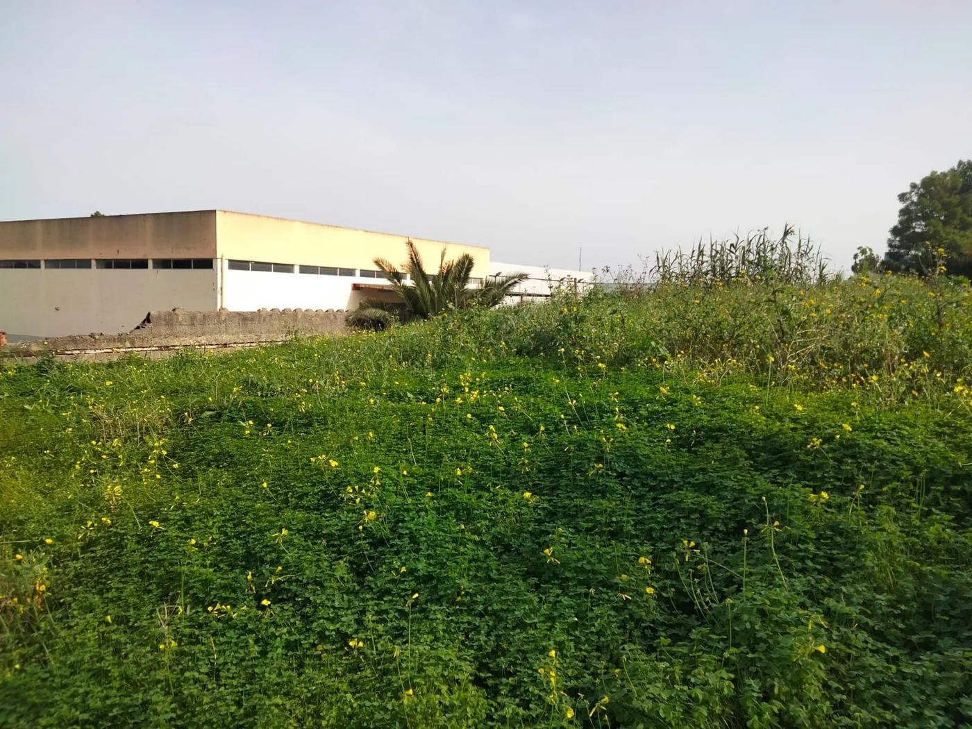 Terreno com vegetação alta antes da limpeza — Urbanever
