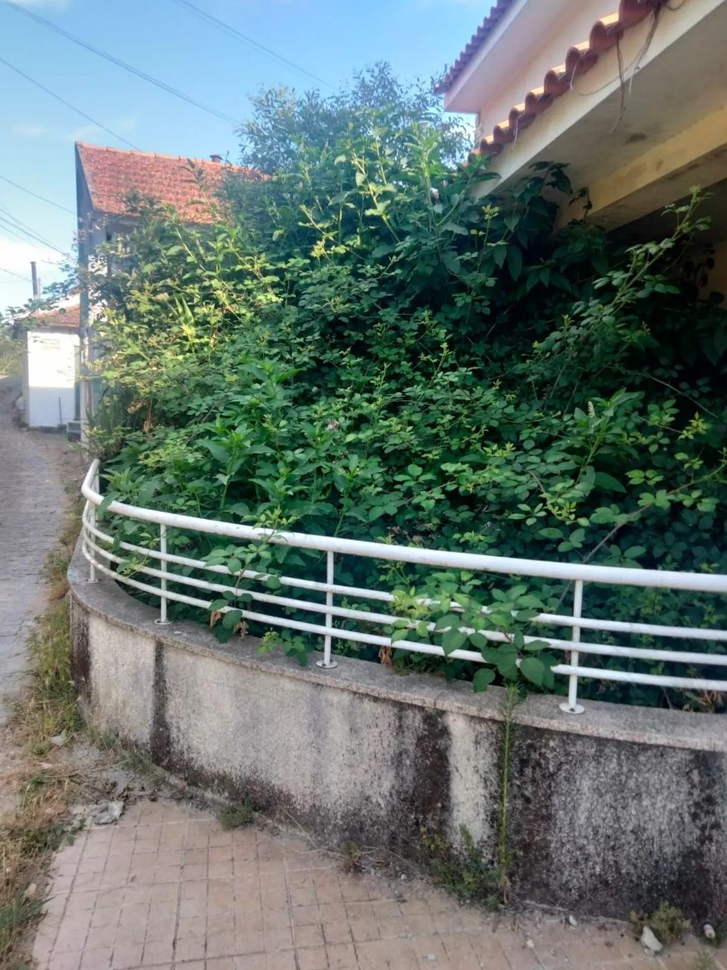 Quintal com silvas antes da limpeza de terreno — Urbanever